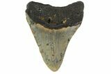 Fossil Megalodon Tooth - North Carolina #152984-2